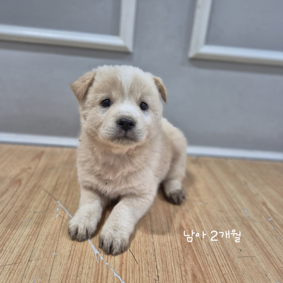 보호중 믹스견의 가…