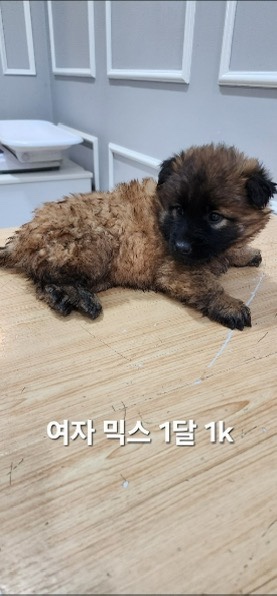 옥천동물병원_443443202500734