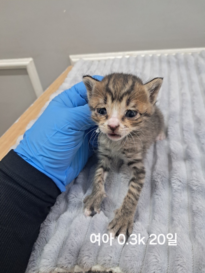 옥천동물병원_443443202500736