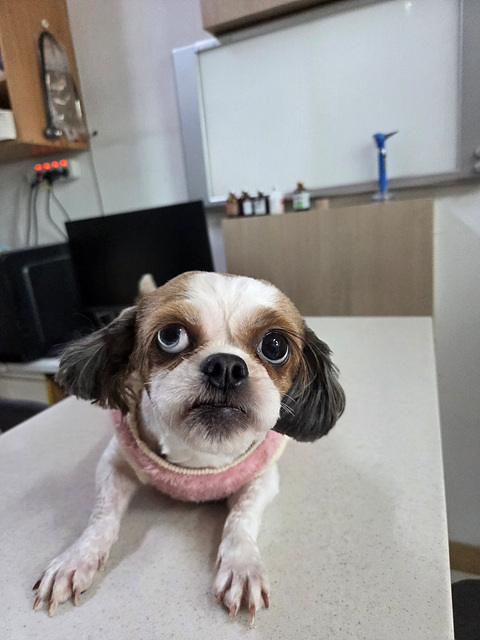 삼산종합동물병원_428354202501146