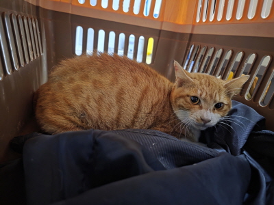 보호중 믹스묘의 가…