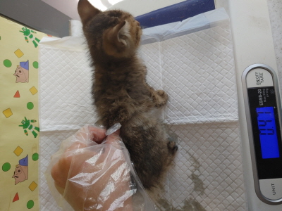 (사)동부동물보호협회_426330202500403