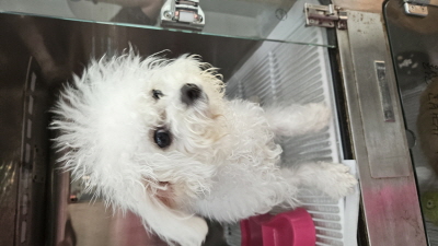 (사)동부동물보호협회_426330202500401