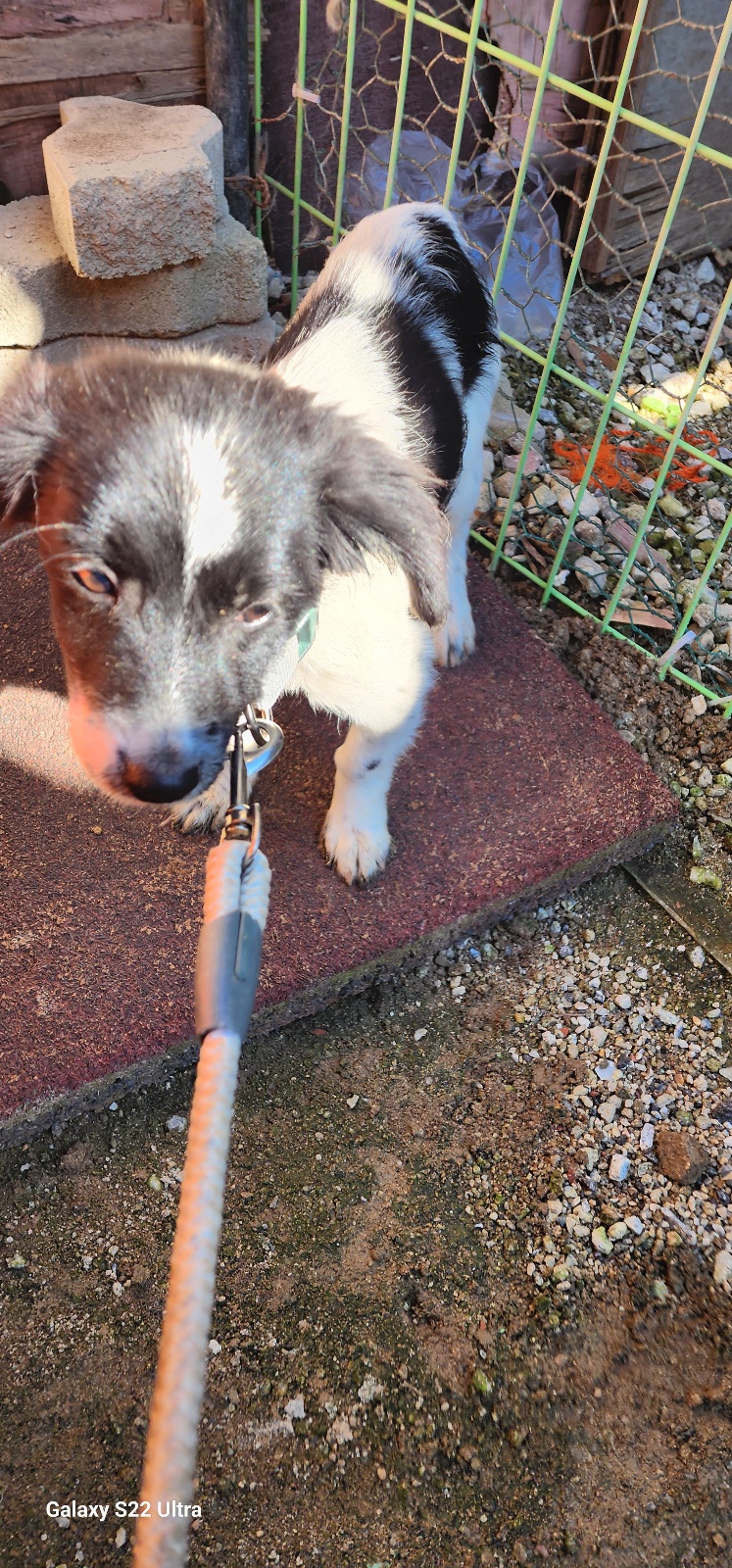 종료(기증) 믹스견…