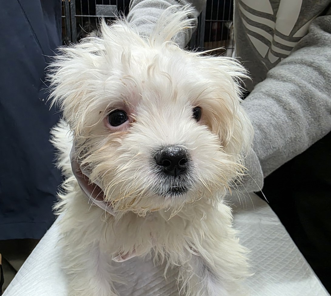 종료(기증) 믹스견…