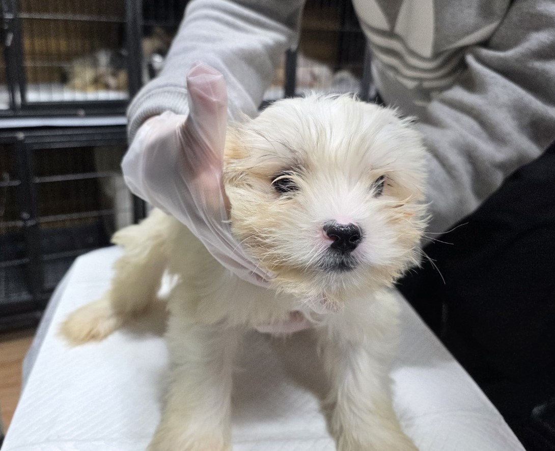 종료(기증) 믹스견…