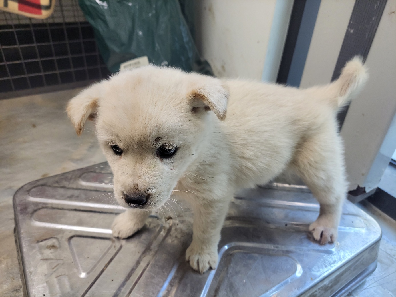 보호중 믹스견의 가…