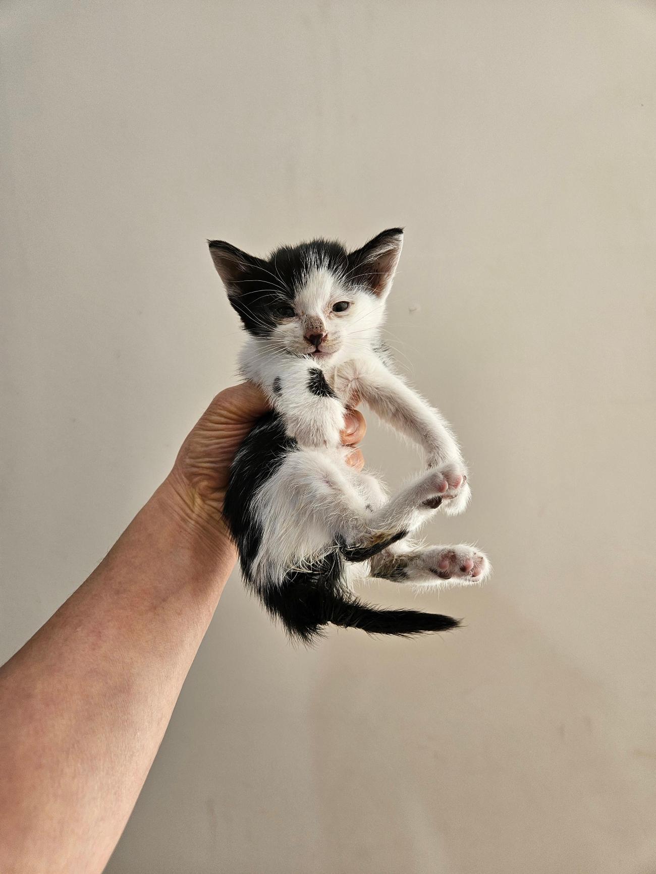 종료(자연사) 한국…