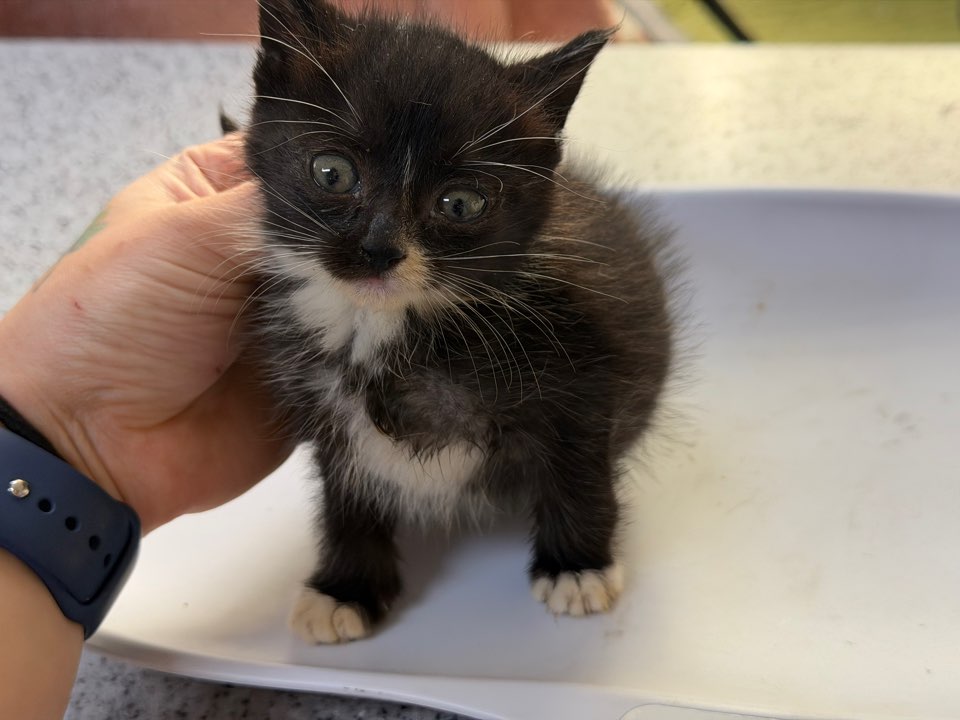 광주동물보호센터_429363202500914