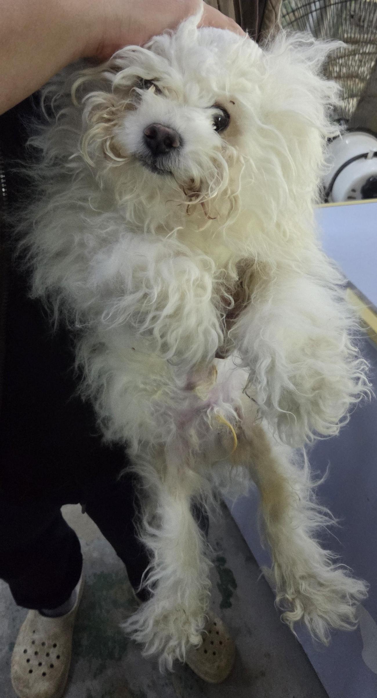 종료(입양) 말티즈…