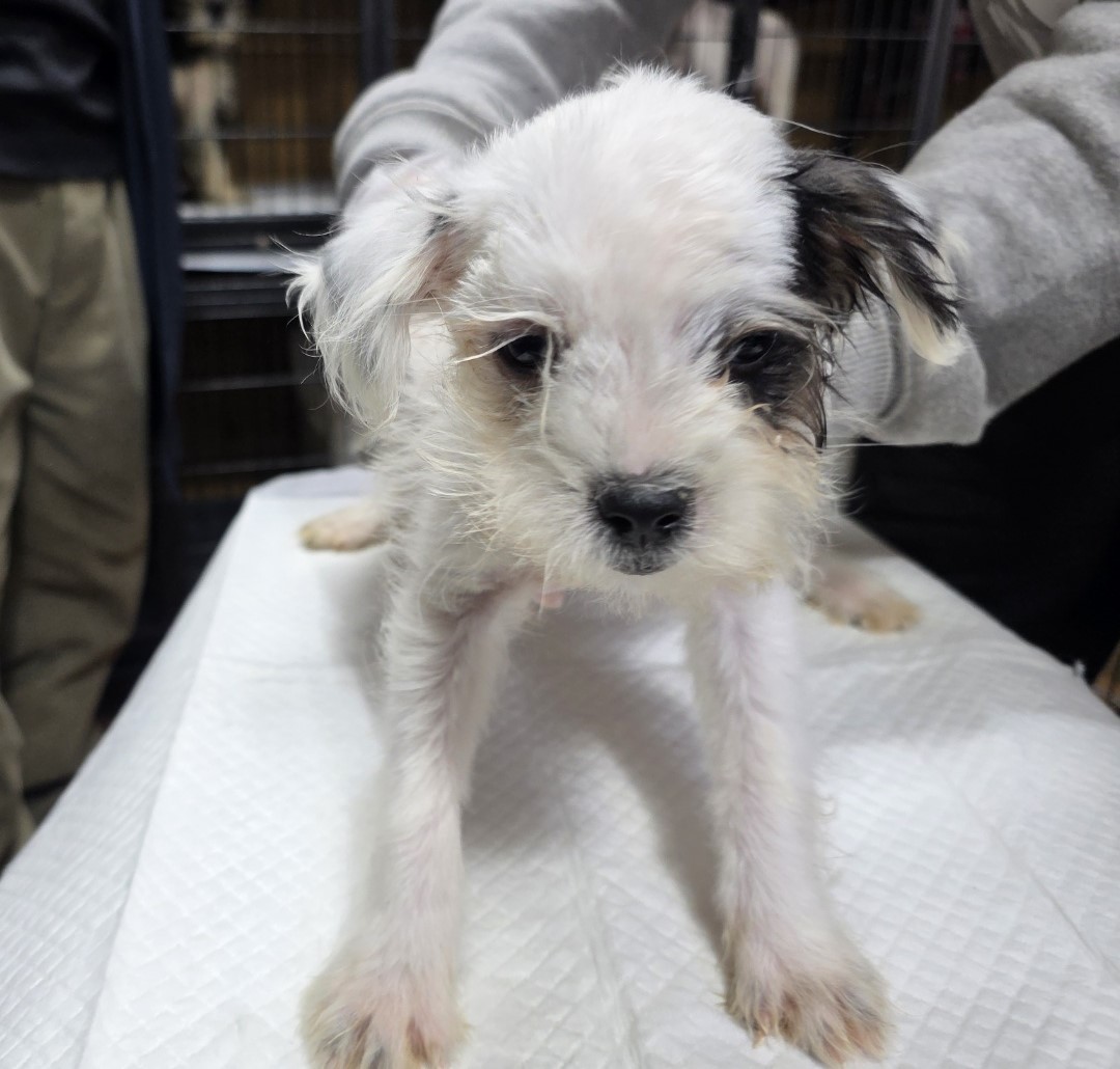 종료(기증) 믹스견…