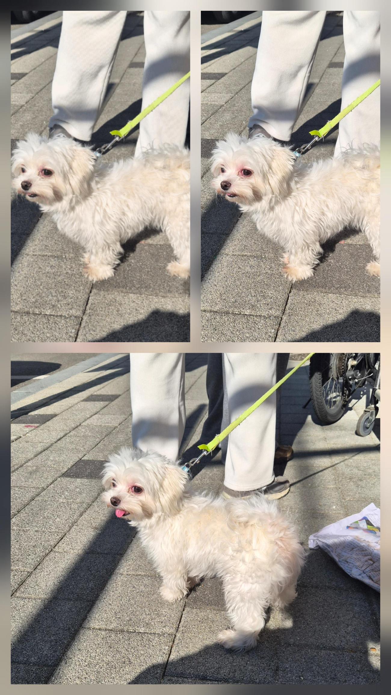 보호중 말티즈의 가…