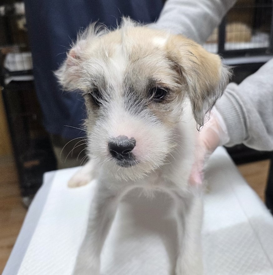 노원반려동물문화센터_411310202500756