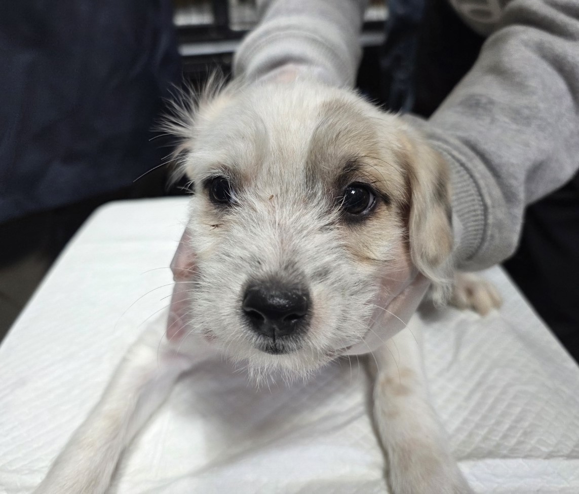 종료(기증) 믹스견…