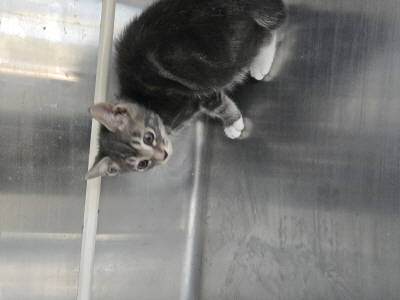 종료(입양) 믹스묘…