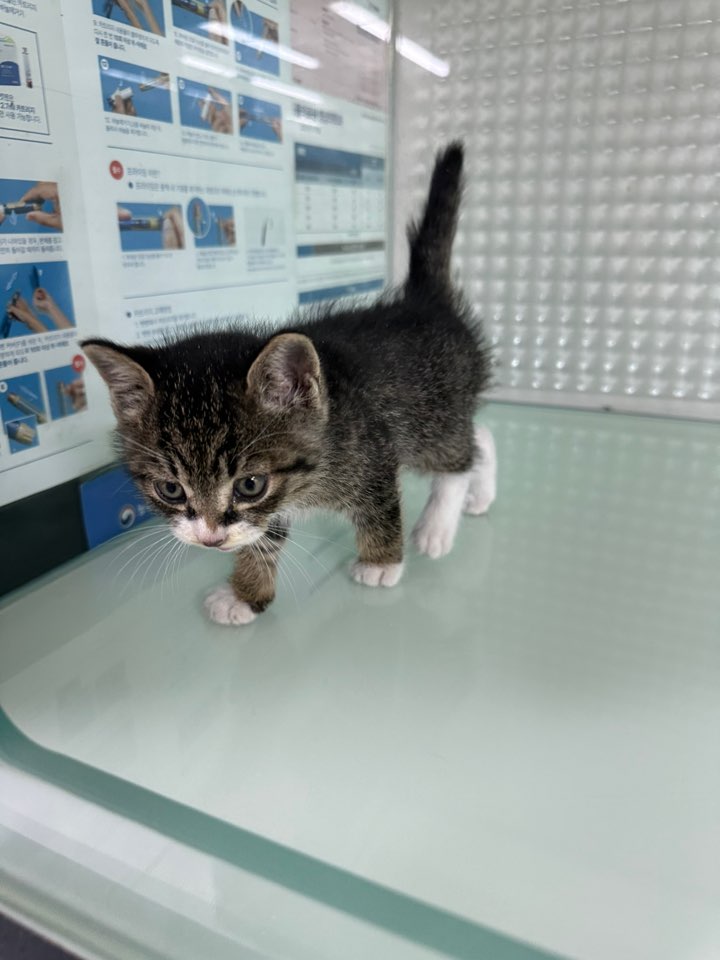 신공항동물병원_428349202500981