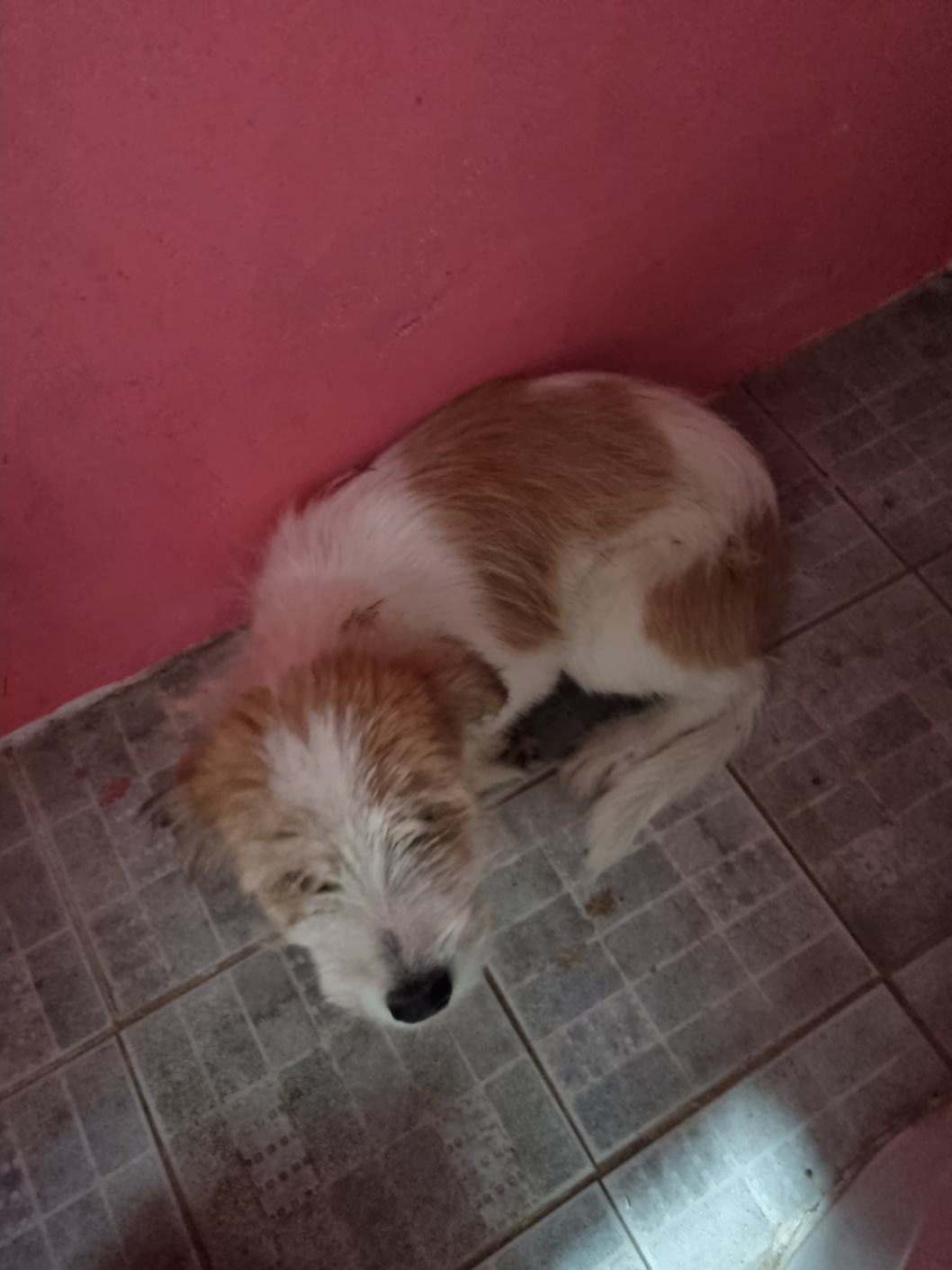 보호중 믹스견의 가…