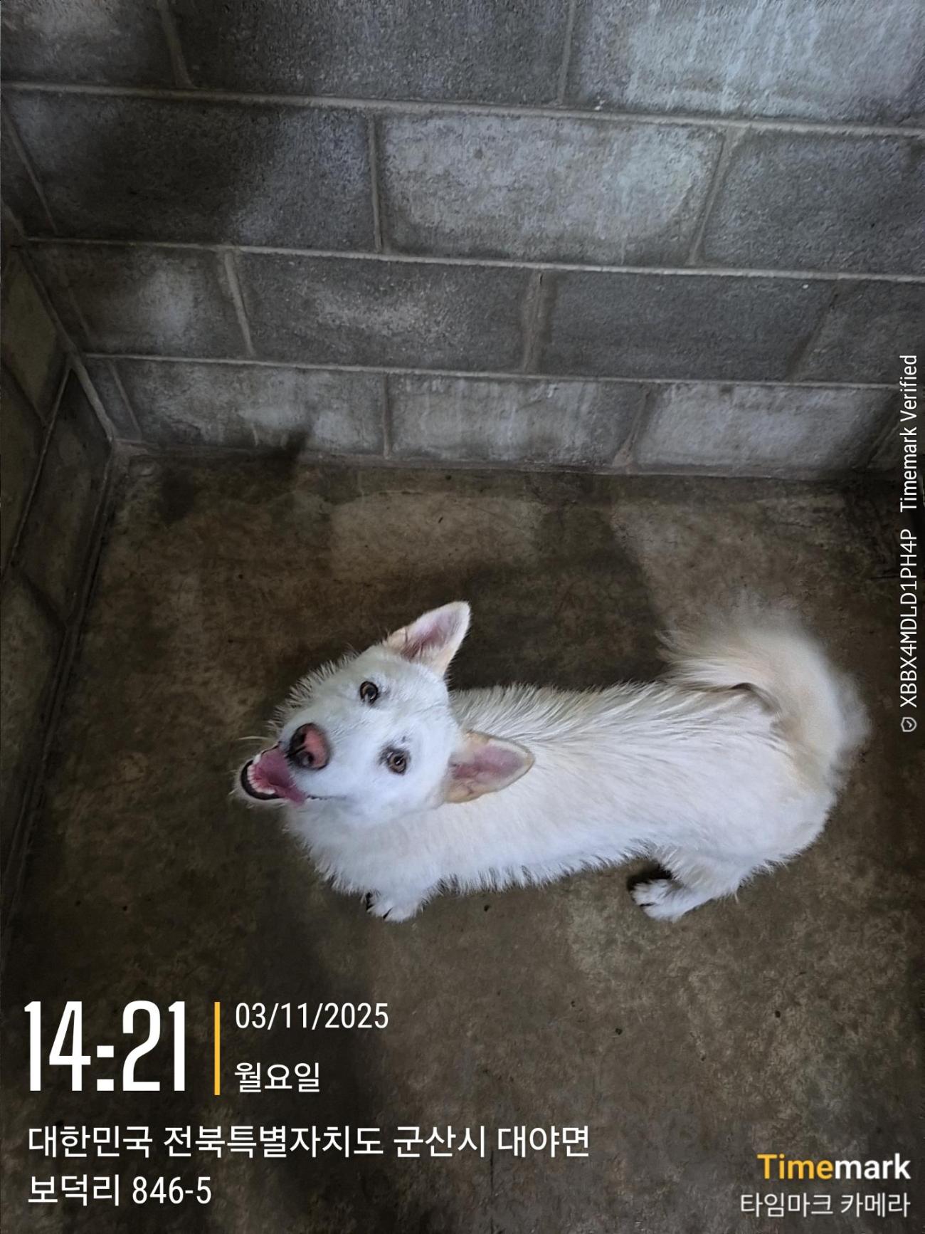 보호중 믹스견의 가…