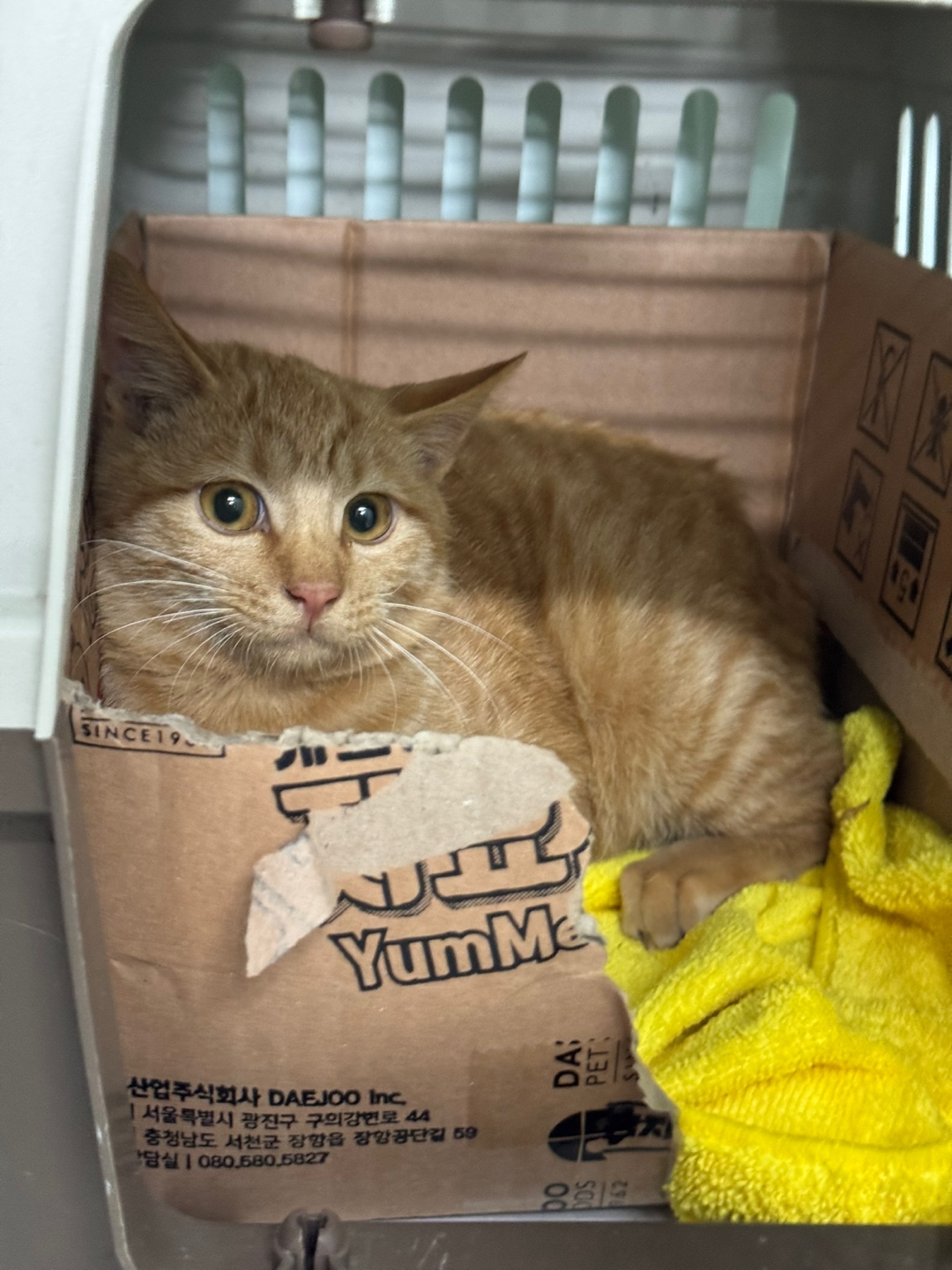 대구시수의사회(동인)_427341202500682