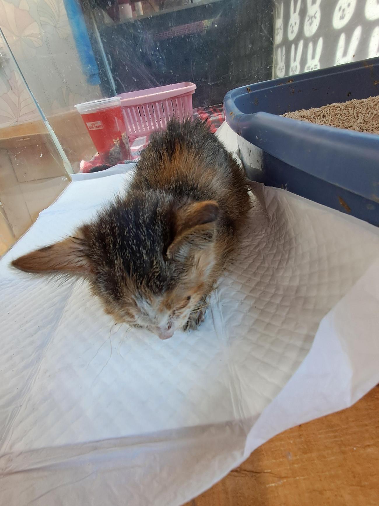 종료(자연사) 한국…