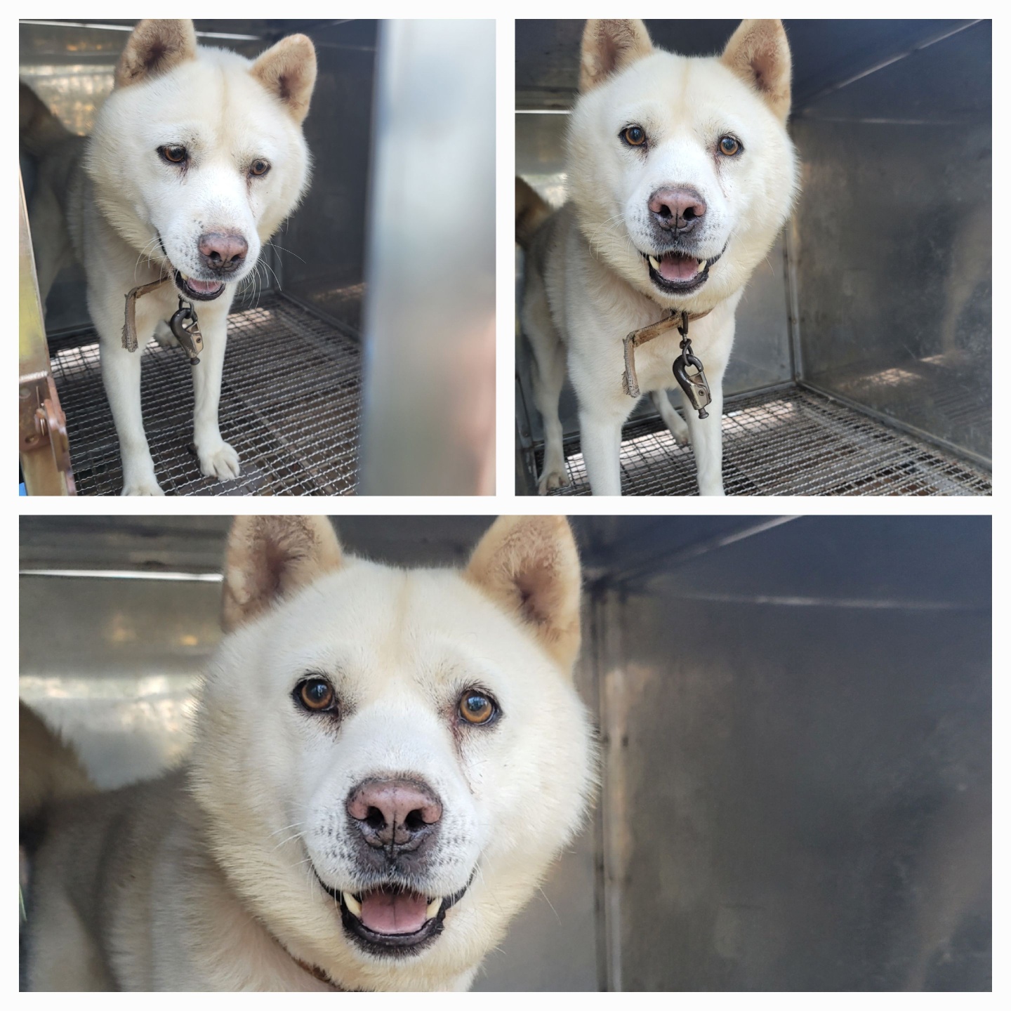 종료(반환) 믹스견…