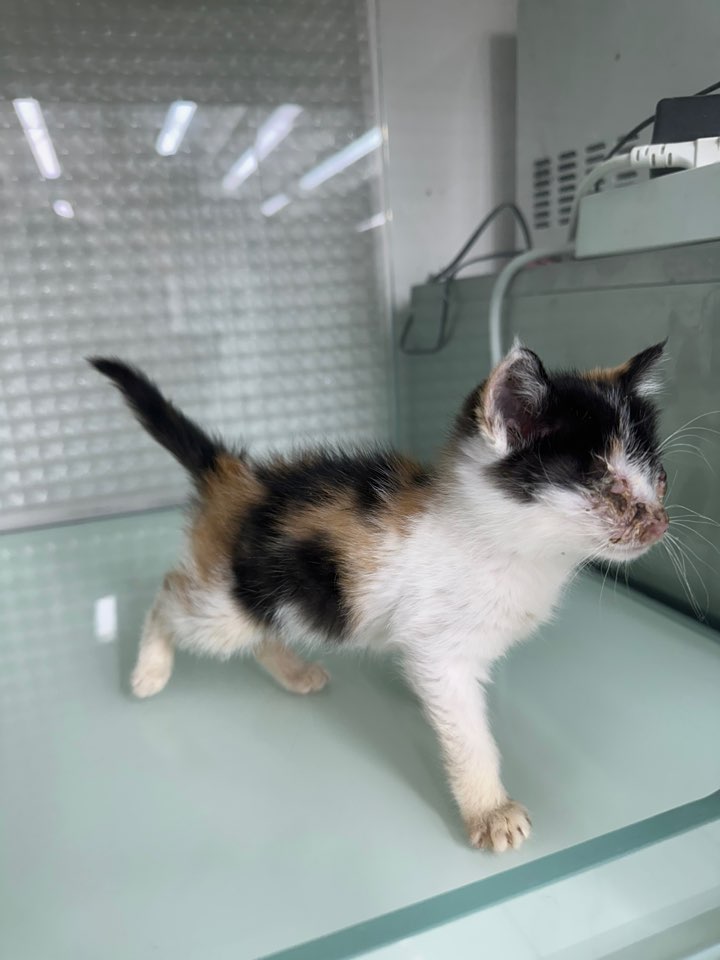 신공항동물병원_428349202500980