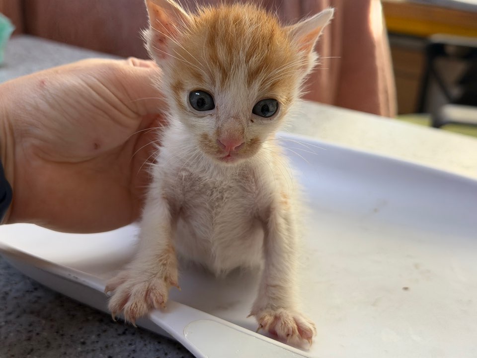 종료(기증) 한국 …