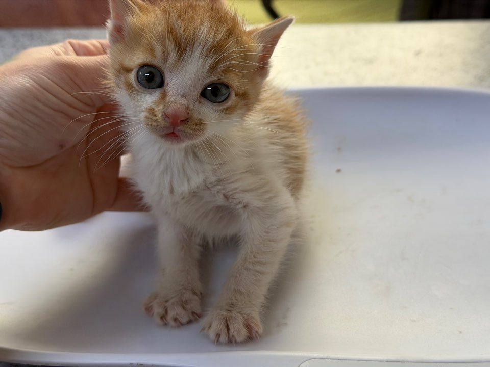 종료(기증) 한국 …