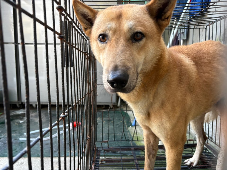 한국야생동물보호협회_441397202500266