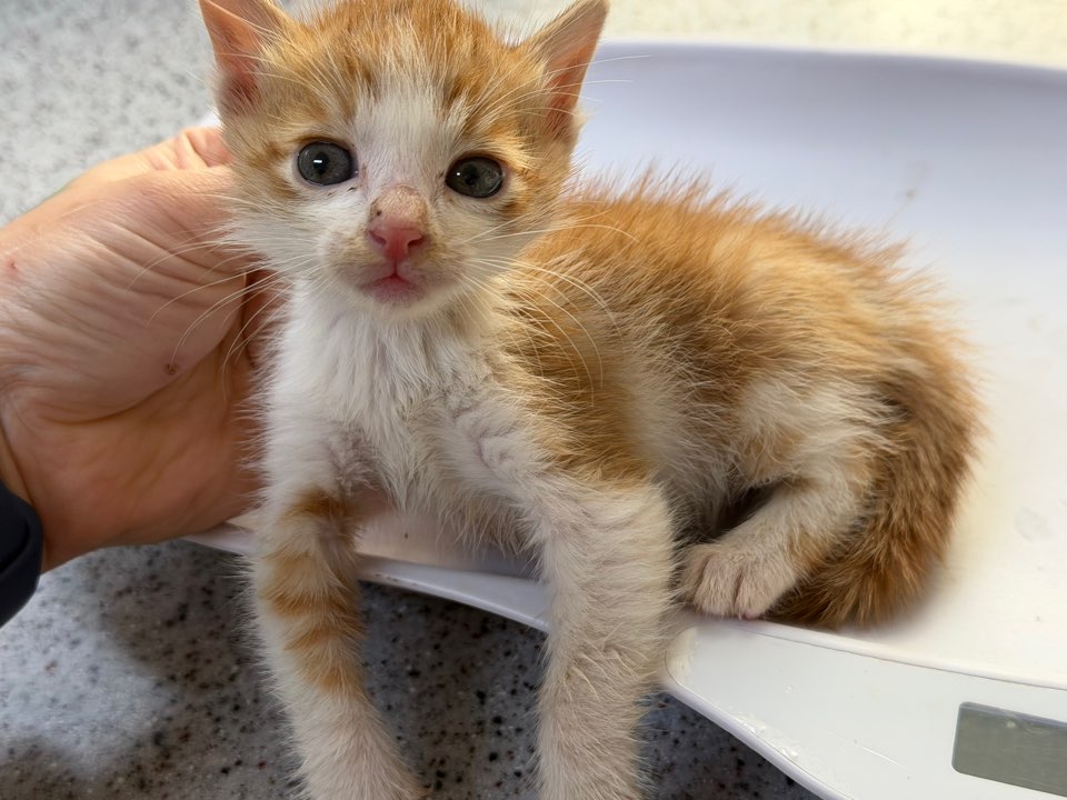 종료(기증) 한국 …