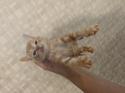 종료(자연사) 믹스…