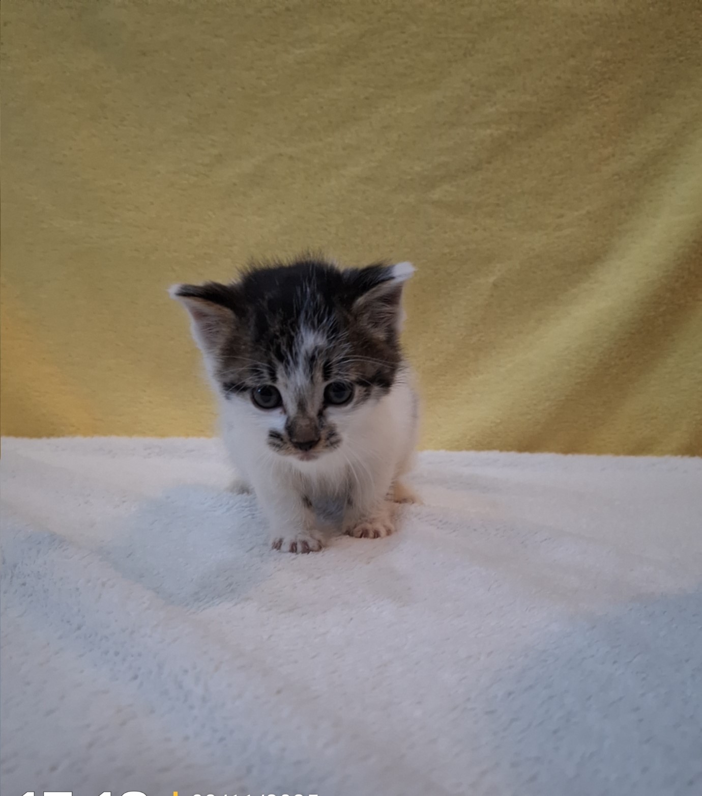 군산유기동물보호센터_445467202502130