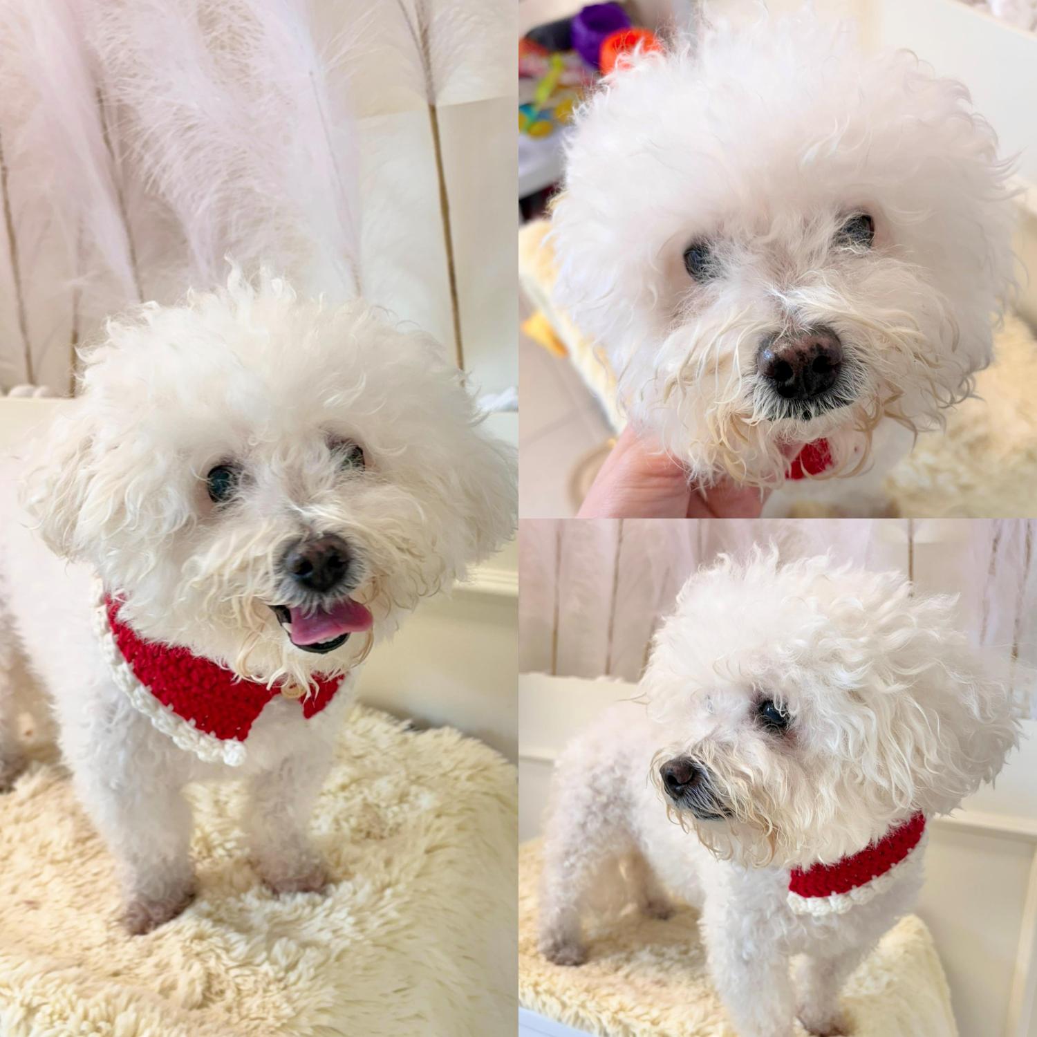 종료(입양) 비숑 …