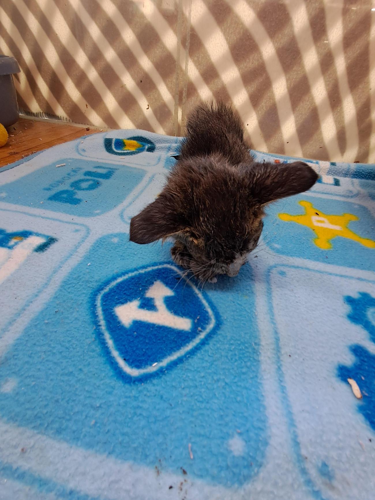 강남동물병원_431370202500862