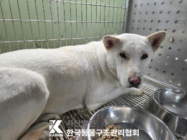 보호중 믹스견의 가…