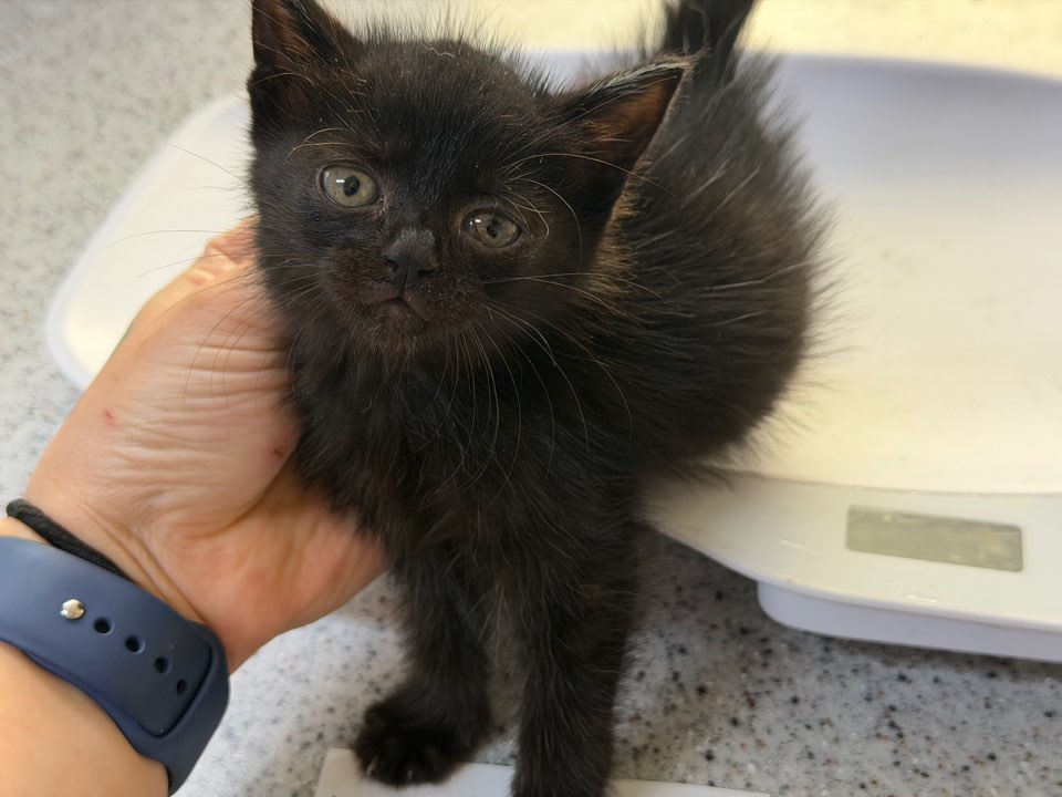 종료(기증) 한국 …