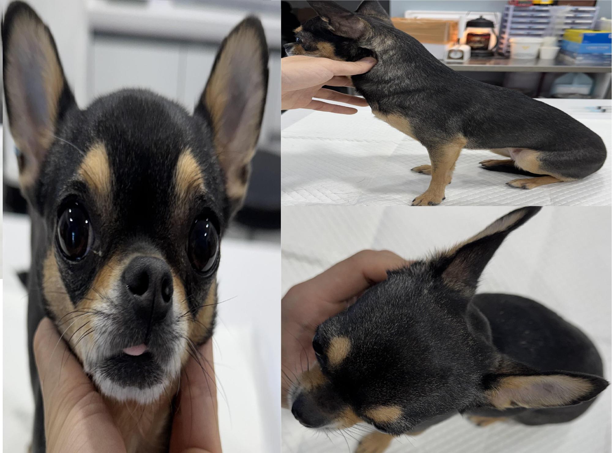 종료(입양) 치와와…