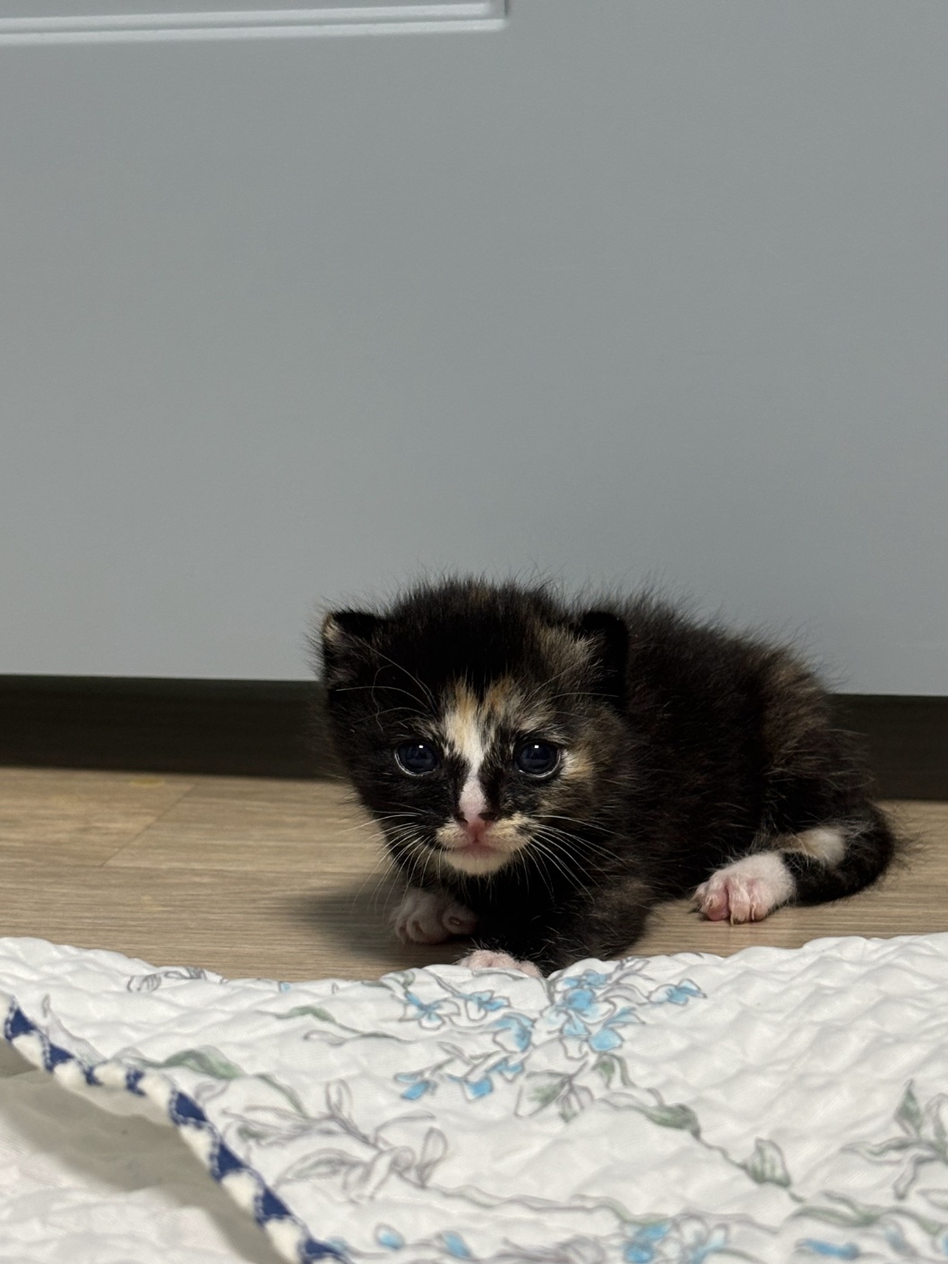 보호중 믹스묘의 가…