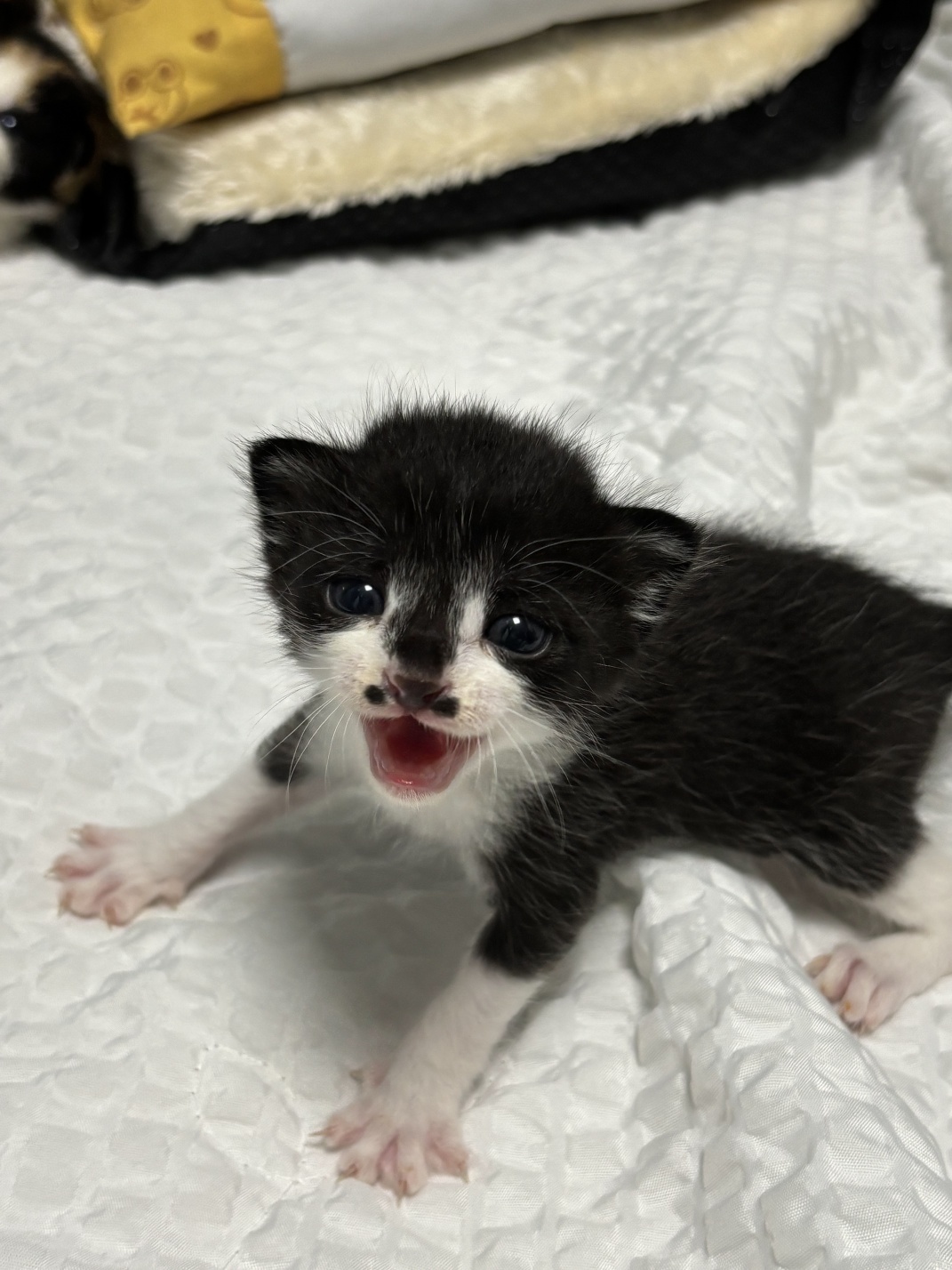 보호중 믹스묘의 가…