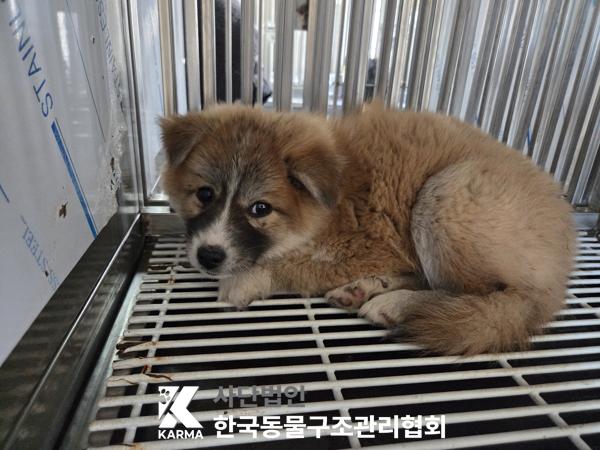 종료(안락사) 믹스…