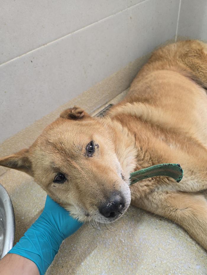 종료(반환) 믹스견…