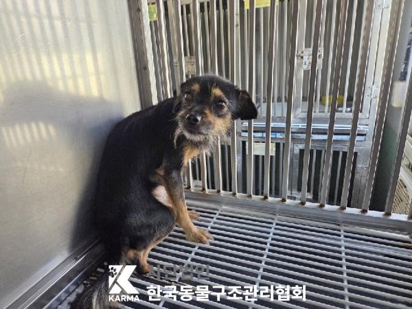 보호중 믹스견의 가…