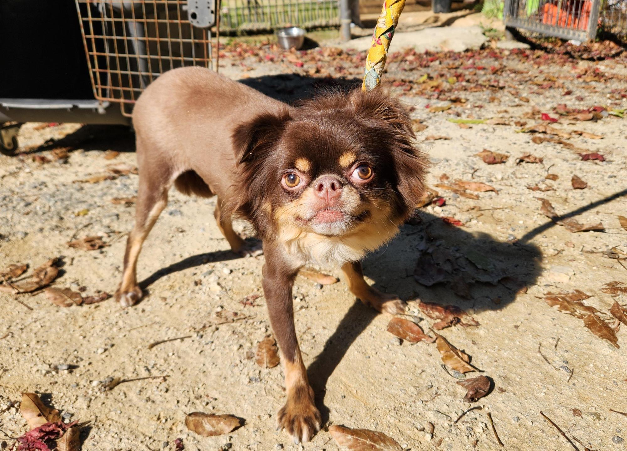 광주TNR동물병원초월_441554202501688