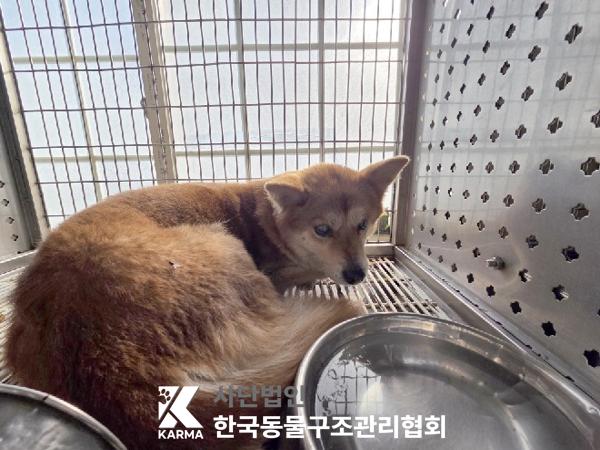 한국동물구조관리협회_441398202500558
