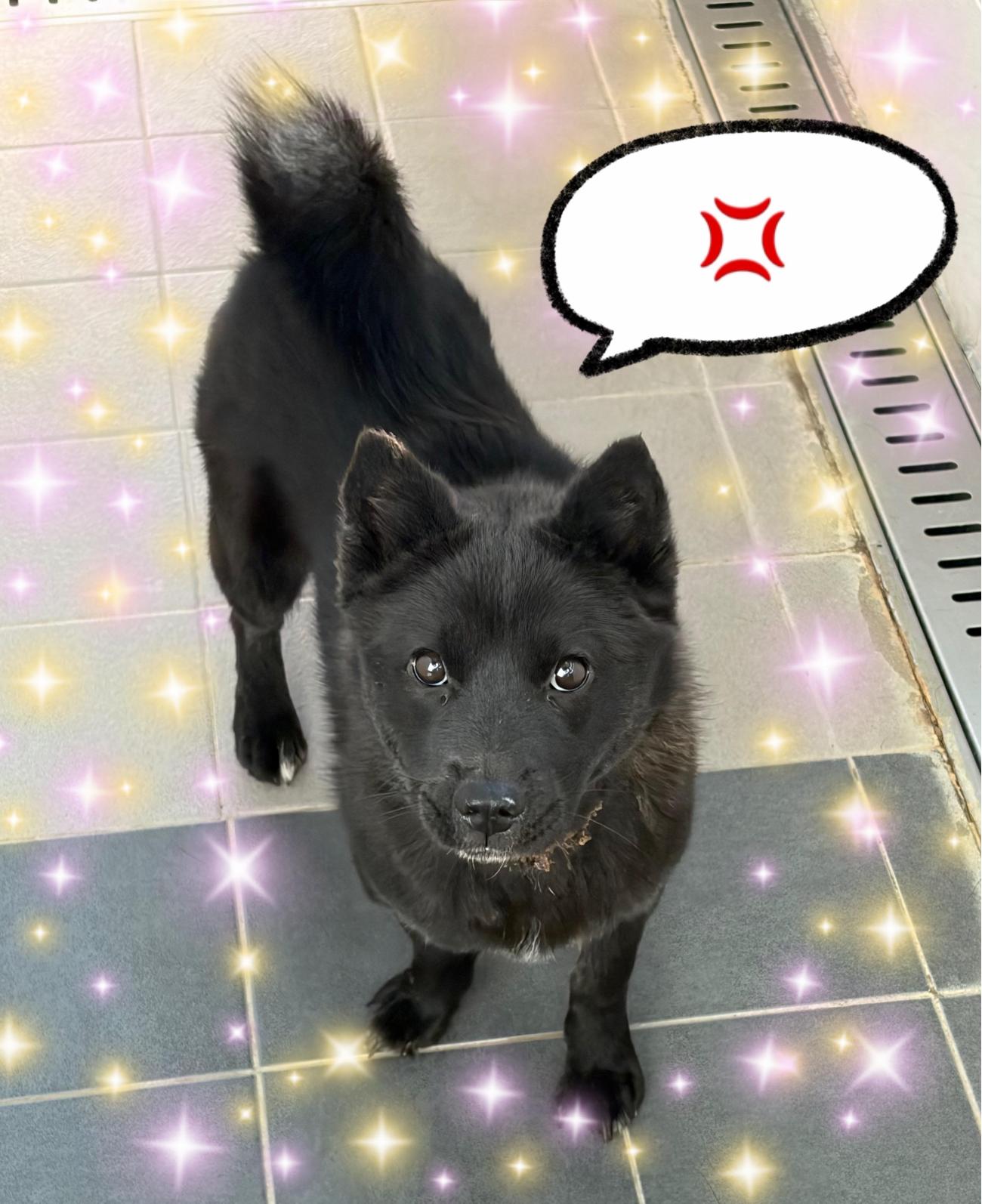 보호중 믹스견의 가…