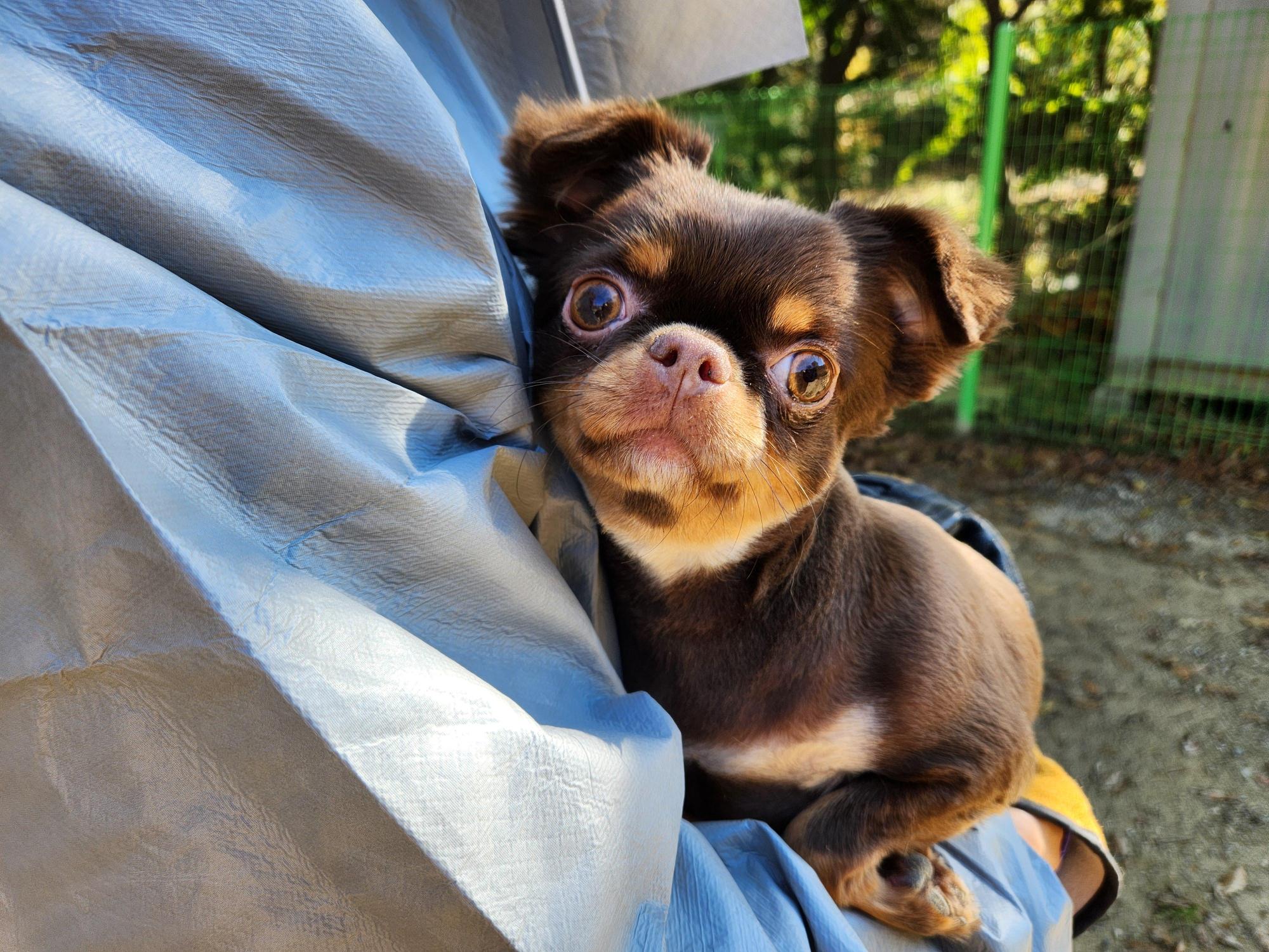 보호중 치와와의 가…