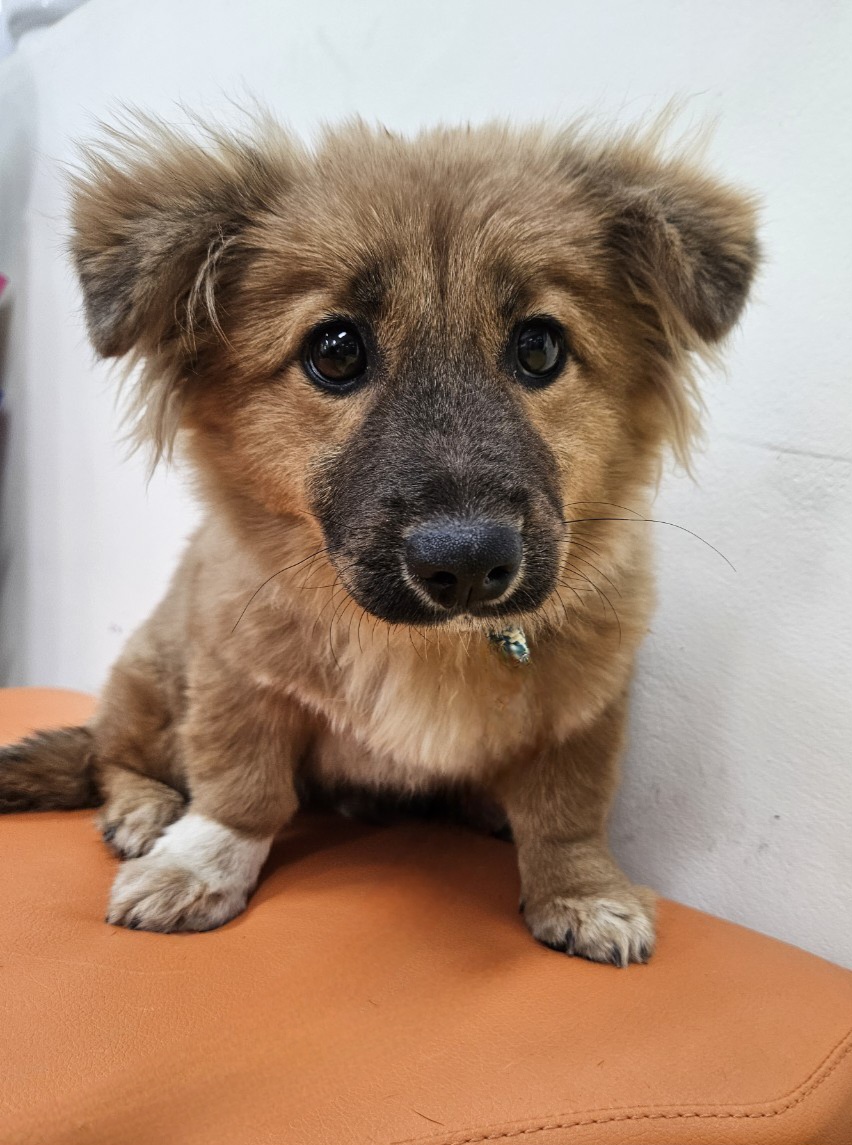 종료(기증) 믹스견…