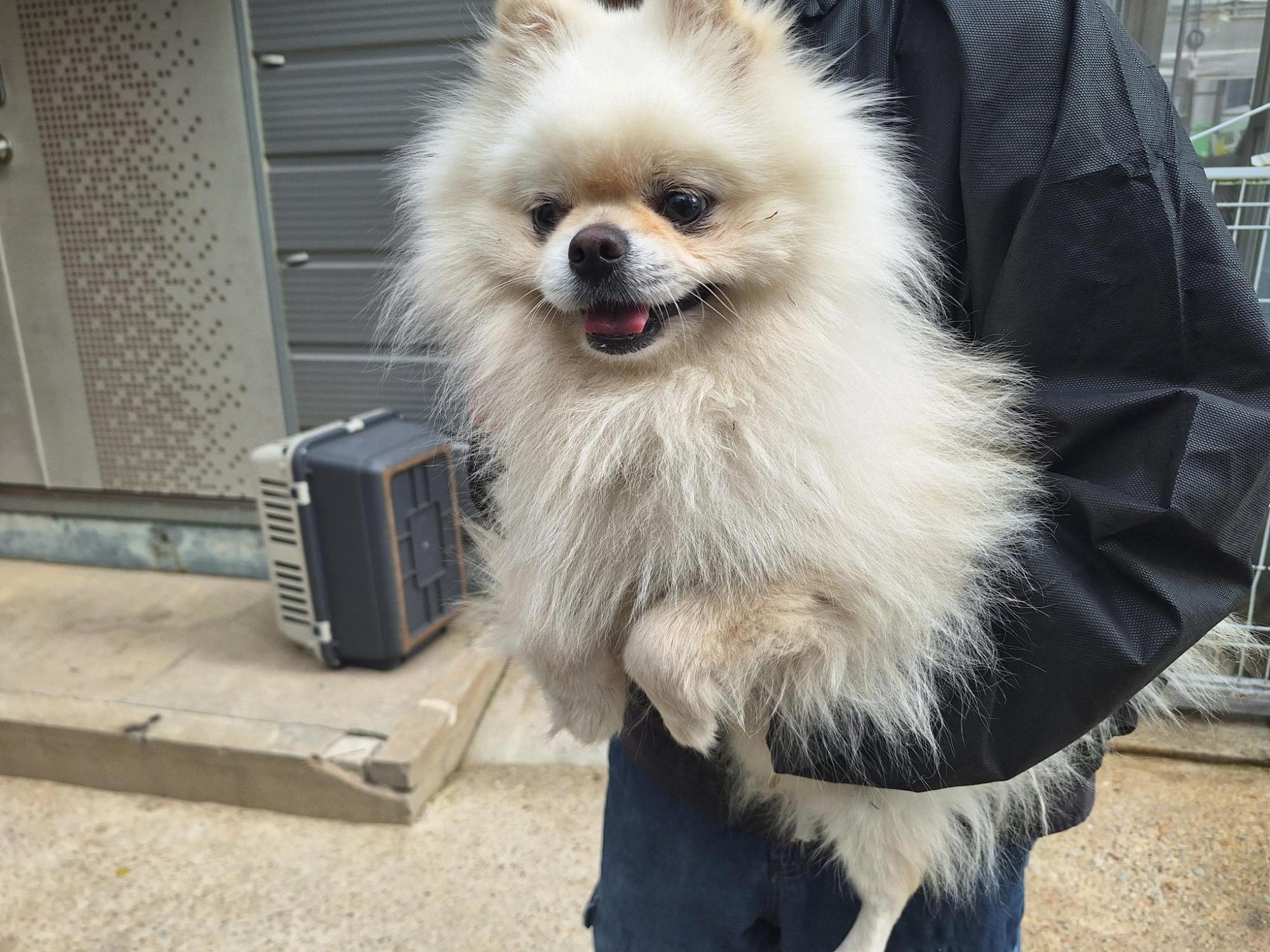 보호중 포메라니안의…