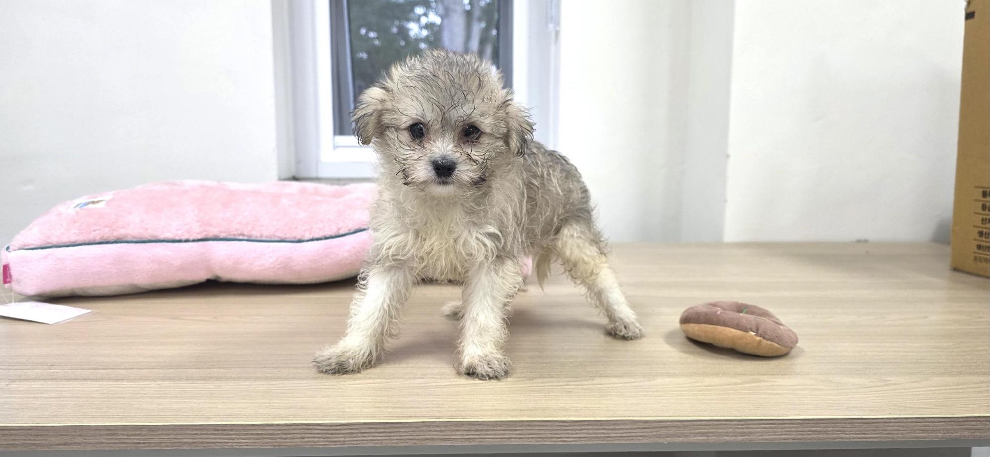 동해시동물보호센터_442421202500203