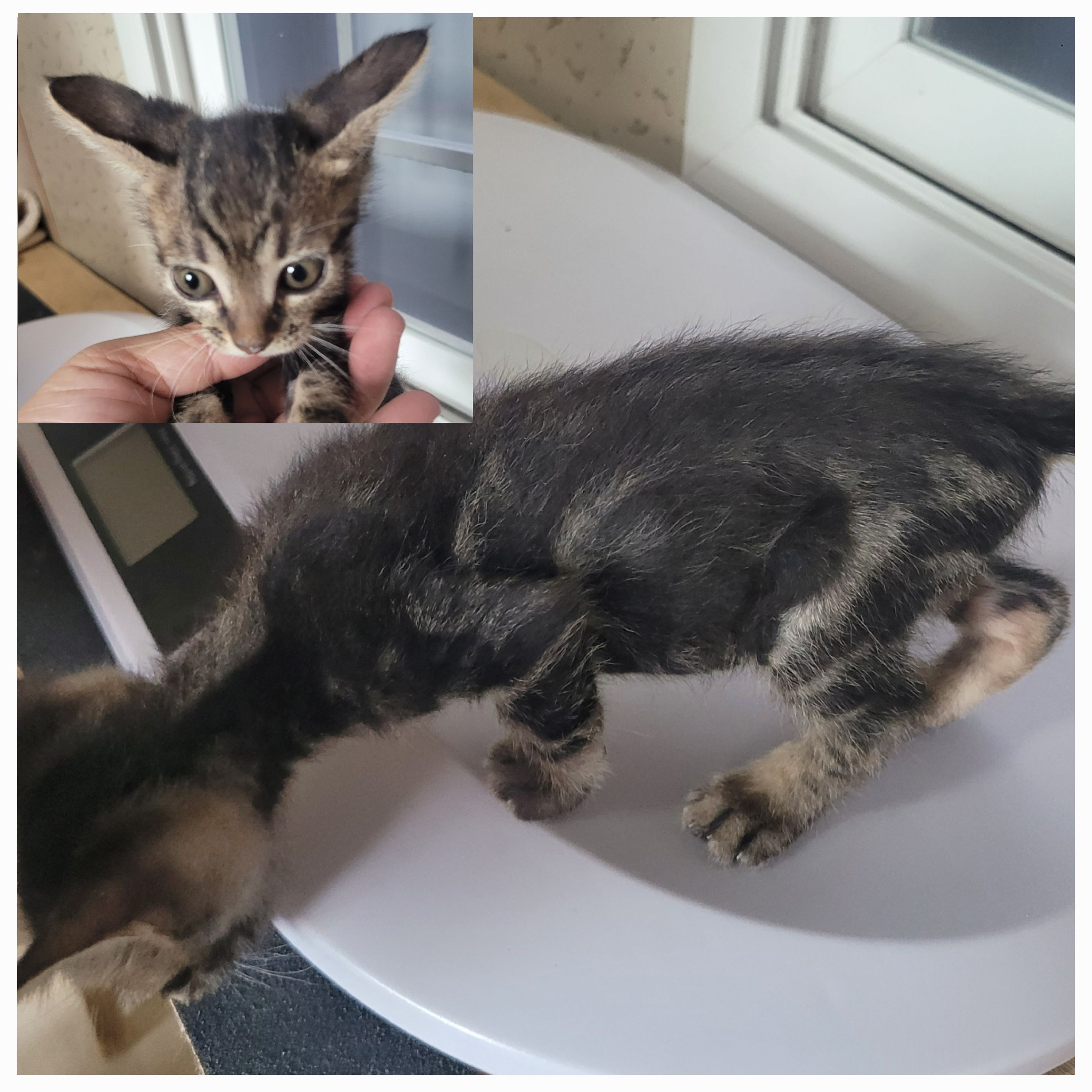 종료(입양) 한국 …